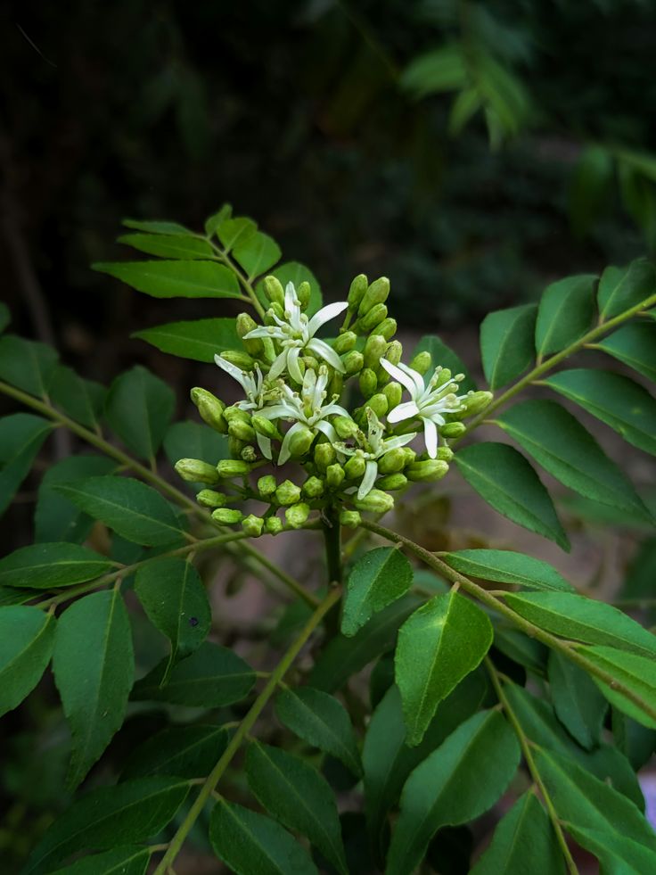 Organic Curry-Leaves Powder